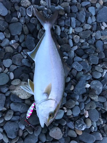 ショゴの釣果