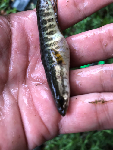 ライギョの釣果