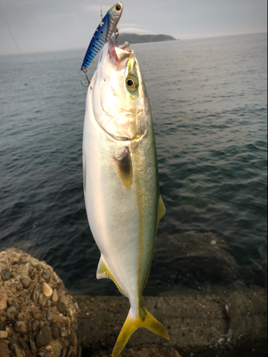 ツバスの釣果