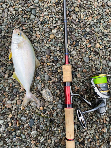 カンパチの釣果