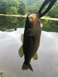 ラージマウスバスの釣果