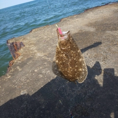 ソゲの釣果