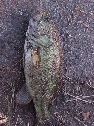 ブラックバスの釣果