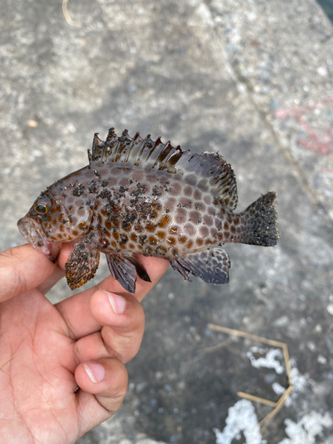 オオモンハタの釣果