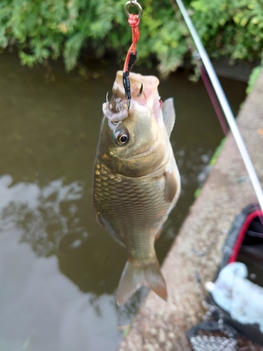 コイの釣果