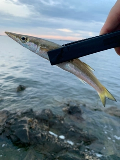 カマスの釣果