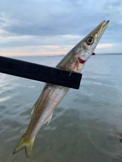 カマスの釣果