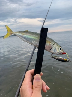 サバの釣果