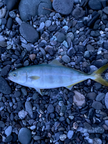 ワカシの釣果