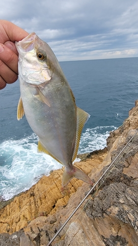 ネリゴの釣果