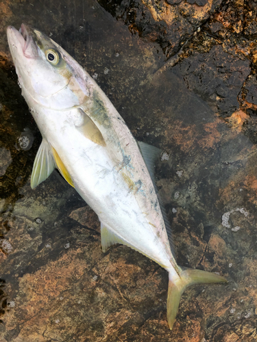 ヒラマサの釣果