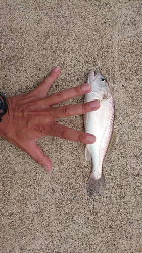 イシモチの釣果