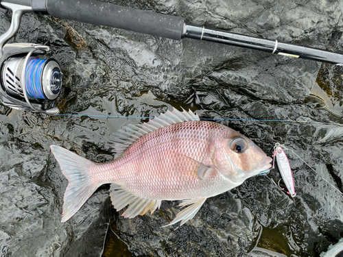 メイチダイの釣果