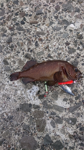 エゾメバルの釣果