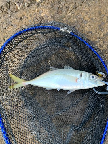 マアジの釣果