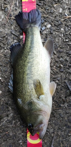 ブラックバスの釣果