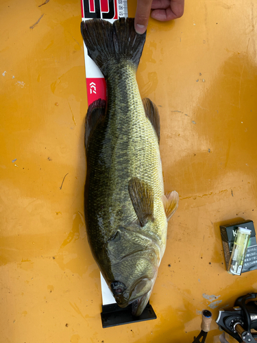 ラージマウスバスの釣果