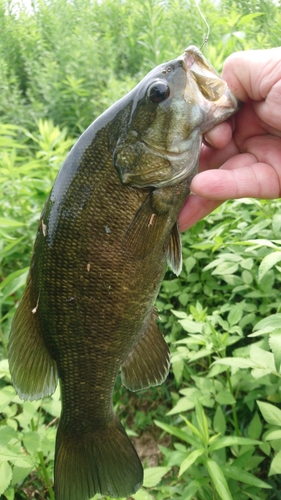 スモールマウスバスの釣果