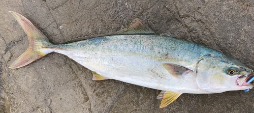 イナダの釣果