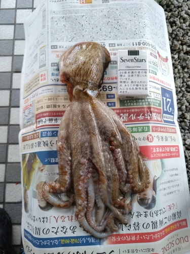 マダコの釣果