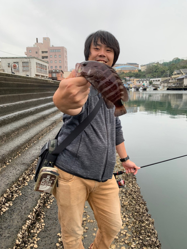 マハタの釣果