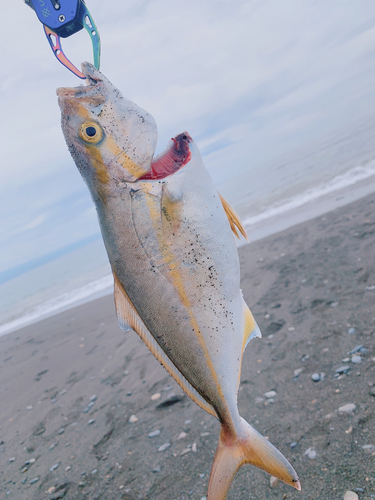 ショゴの釣果