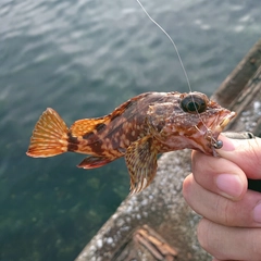 アラカブの釣果
