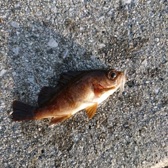 メバルの釣果