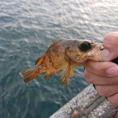 メバルの釣果