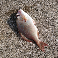 チダイの釣果