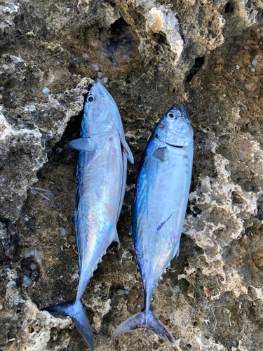 イラブチャーの釣果