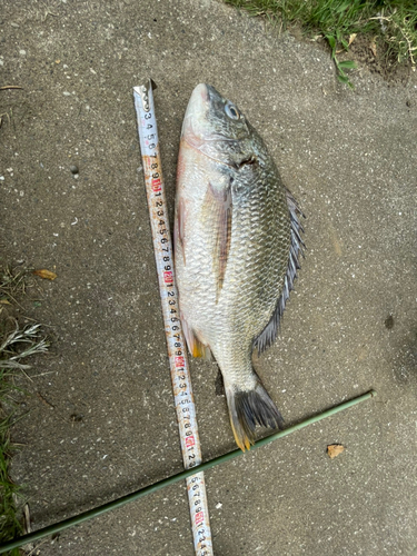 クロダイの釣果