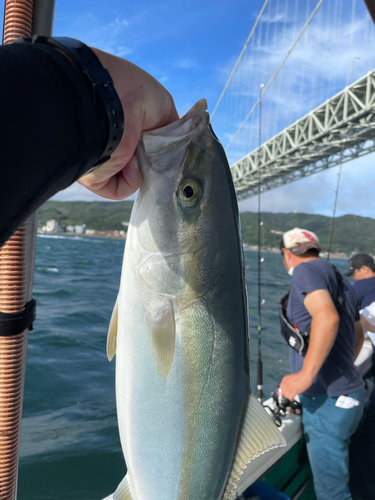 ハマチの釣果