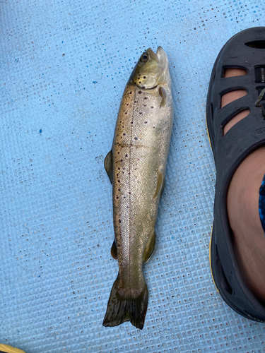 ブラウントラウトの釣果