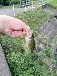 ラージマウスバスの釣果