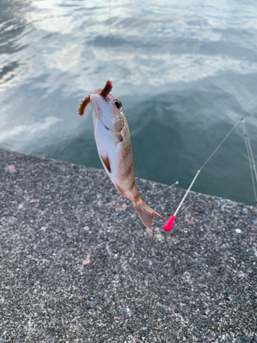 釣果