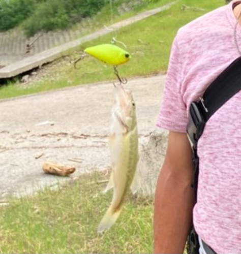 ブラックバスの釣果