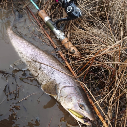 アメマスの釣果