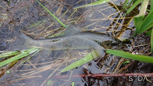 ブラウントラウトの釣果