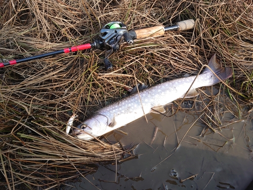 アメマスの釣果