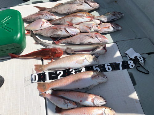 シロアマダイの釣果