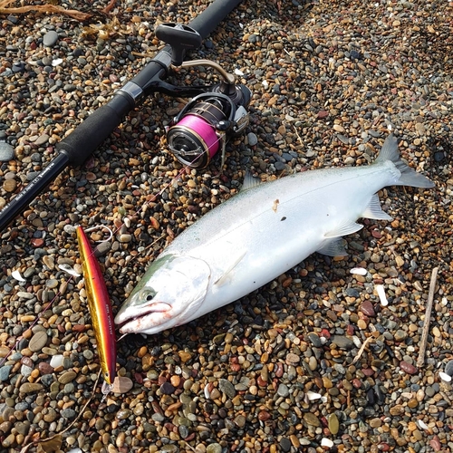 サクラマスの釣果