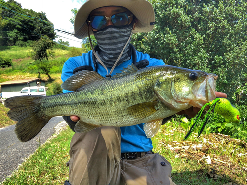 ブラックバスの釣果