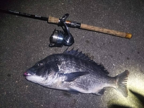 クロダイの釣果