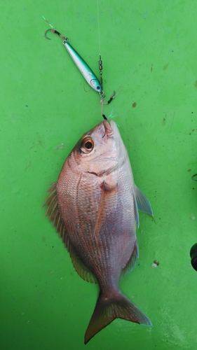 タイの釣果