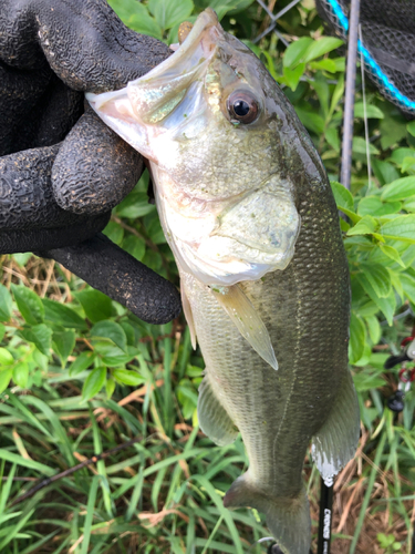 ラージマウスバスの釣果