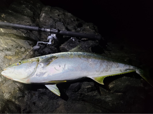 ヒラマサの釣果