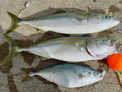 イナダの釣果