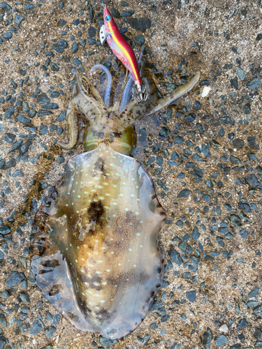 アオリイカの釣果