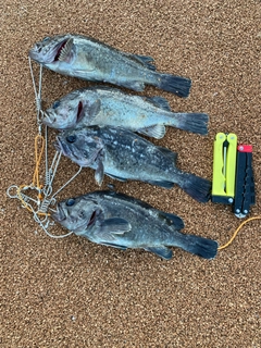 クロソイの釣果